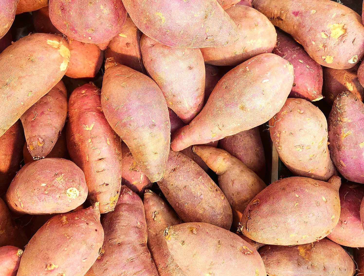sweet potatoes close-up showing fresh raw sweet potatoes used for nutrition and health food