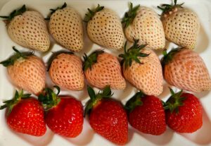 white and red strawberry varieties different types of strawberries nutrition comparison
