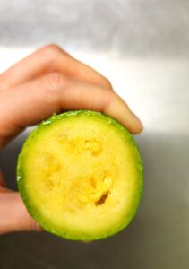 hand holding a freshly cut zucchini cross-section showing moist interior