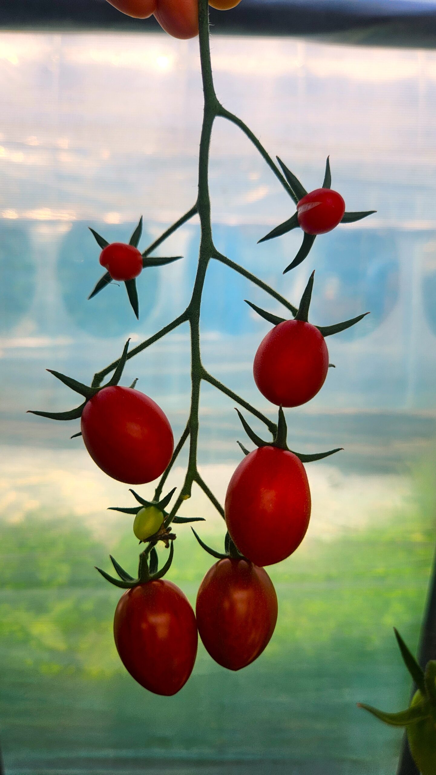 Homegrown cherry tomatoes ripening on the vine