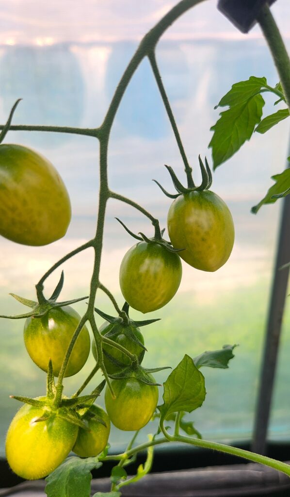 Unripe green cherry tomatoes growing on the vine before harvest