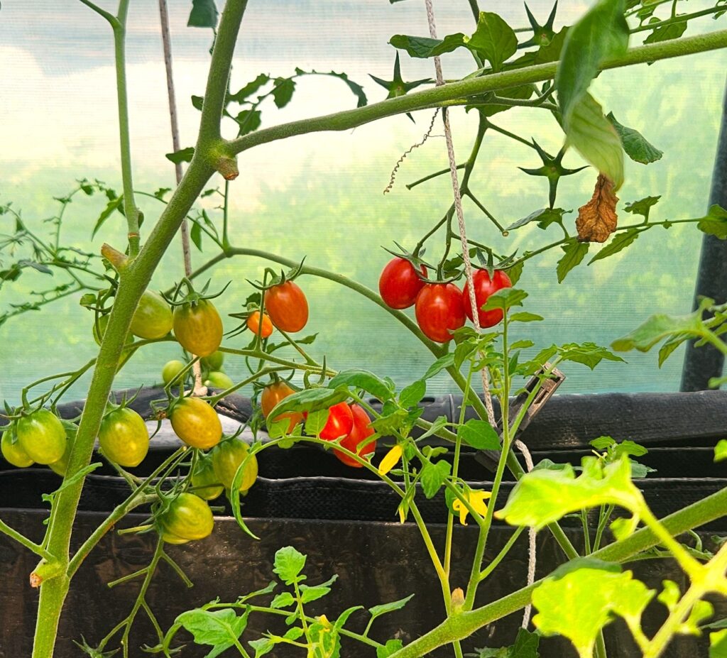 Cherry tomatoes ripening from green to red on the vine in a container garden