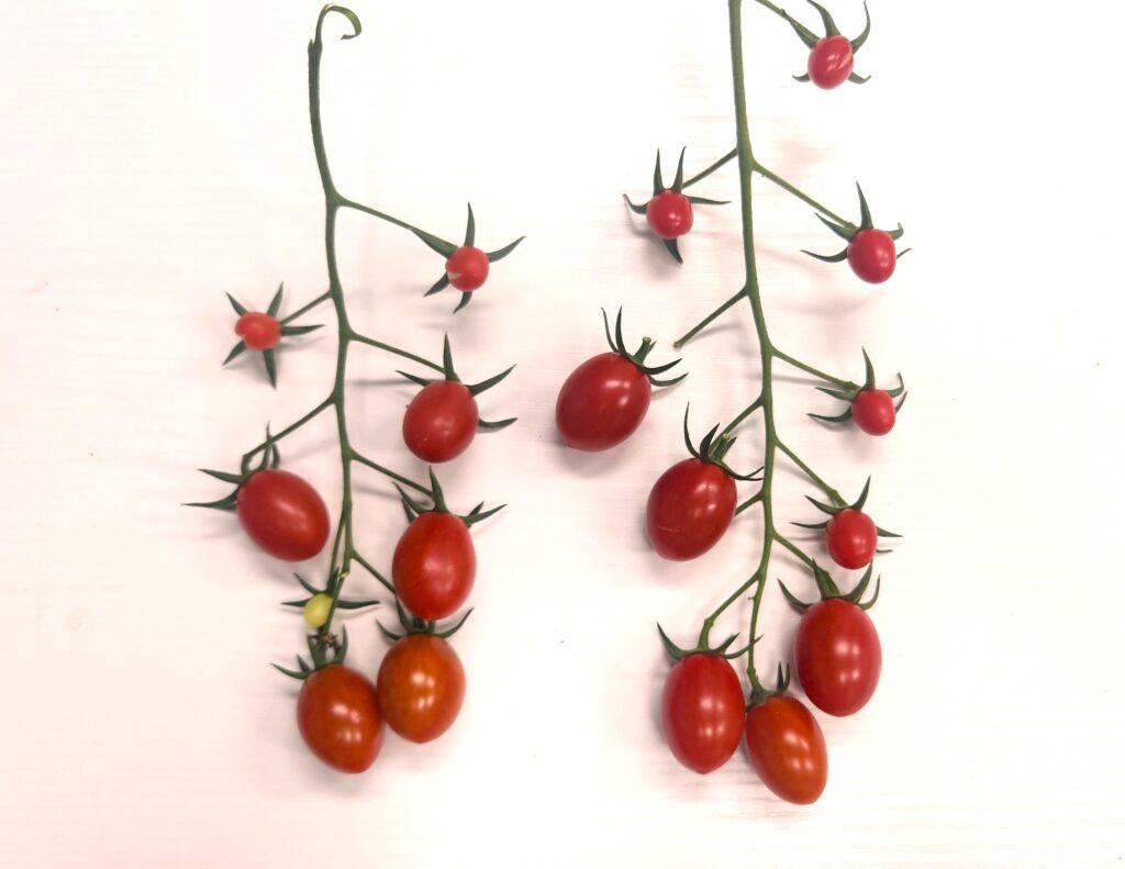 Cherry tomatoes freshly picked on the vine with stems attached